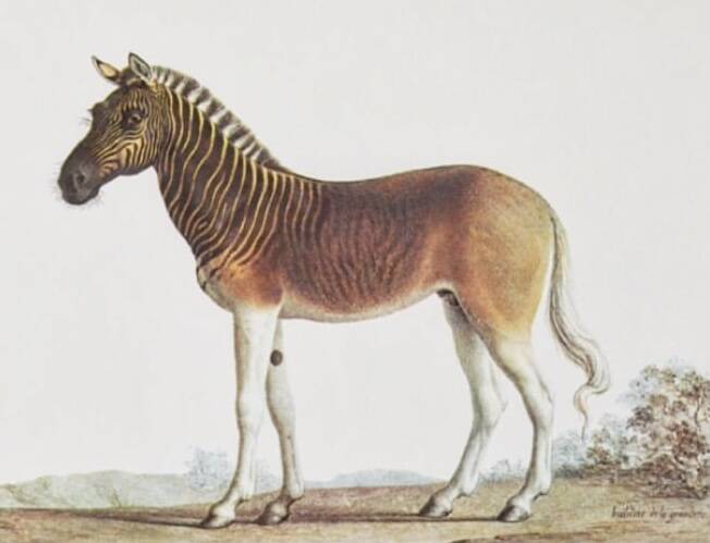 Bestiary plates from the Natural History Museum The zebra