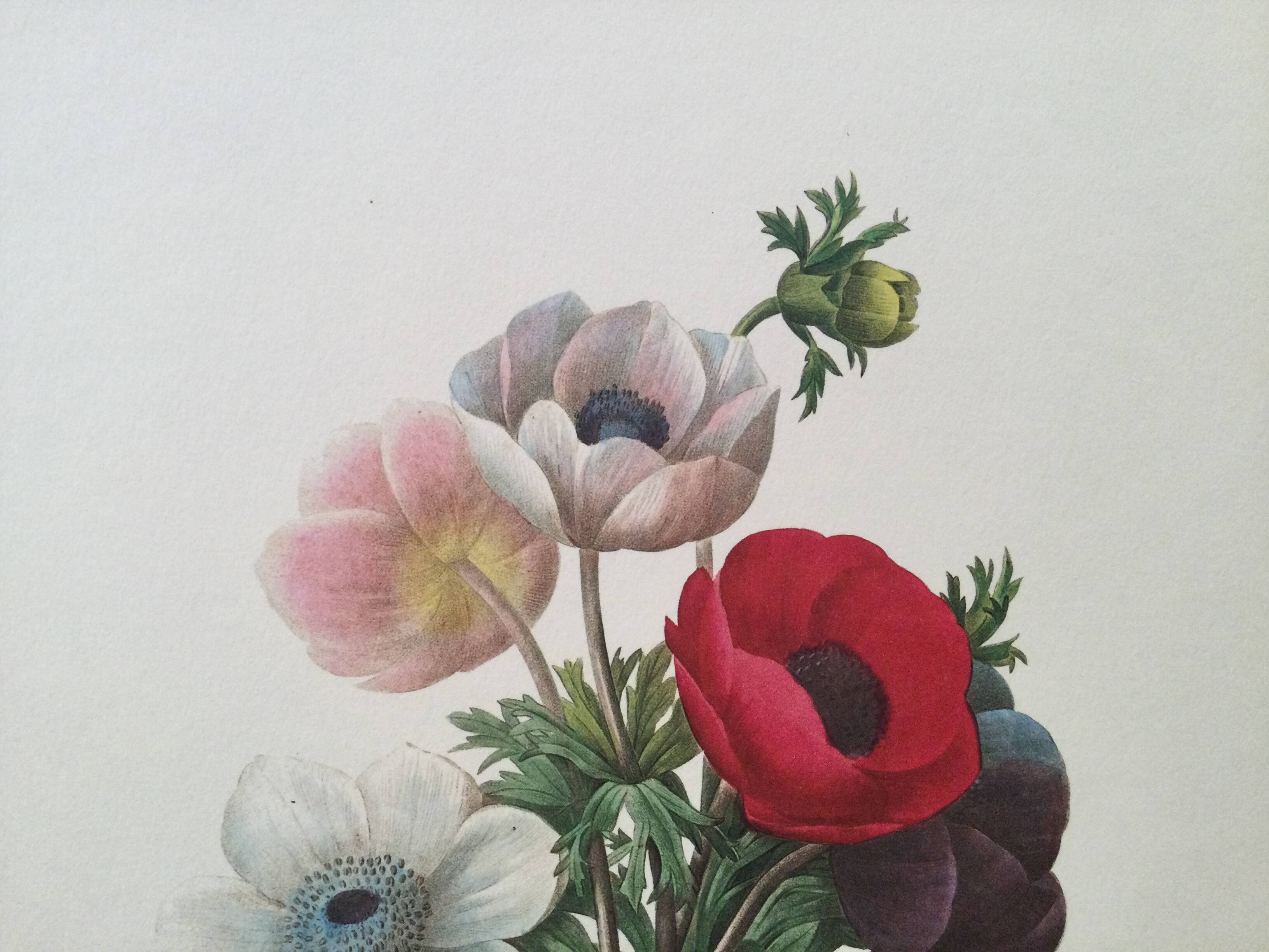 Botanical illustration Anemone Flower Vintage print from the 60s