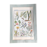 Botanical board n1 on flowers