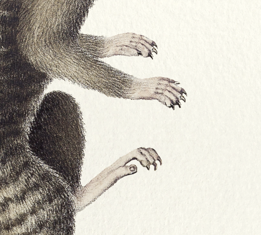 Chimera lithograph engraving animal - the marmoset