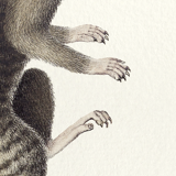 Chimera lithograph engraving animal - the marmoset