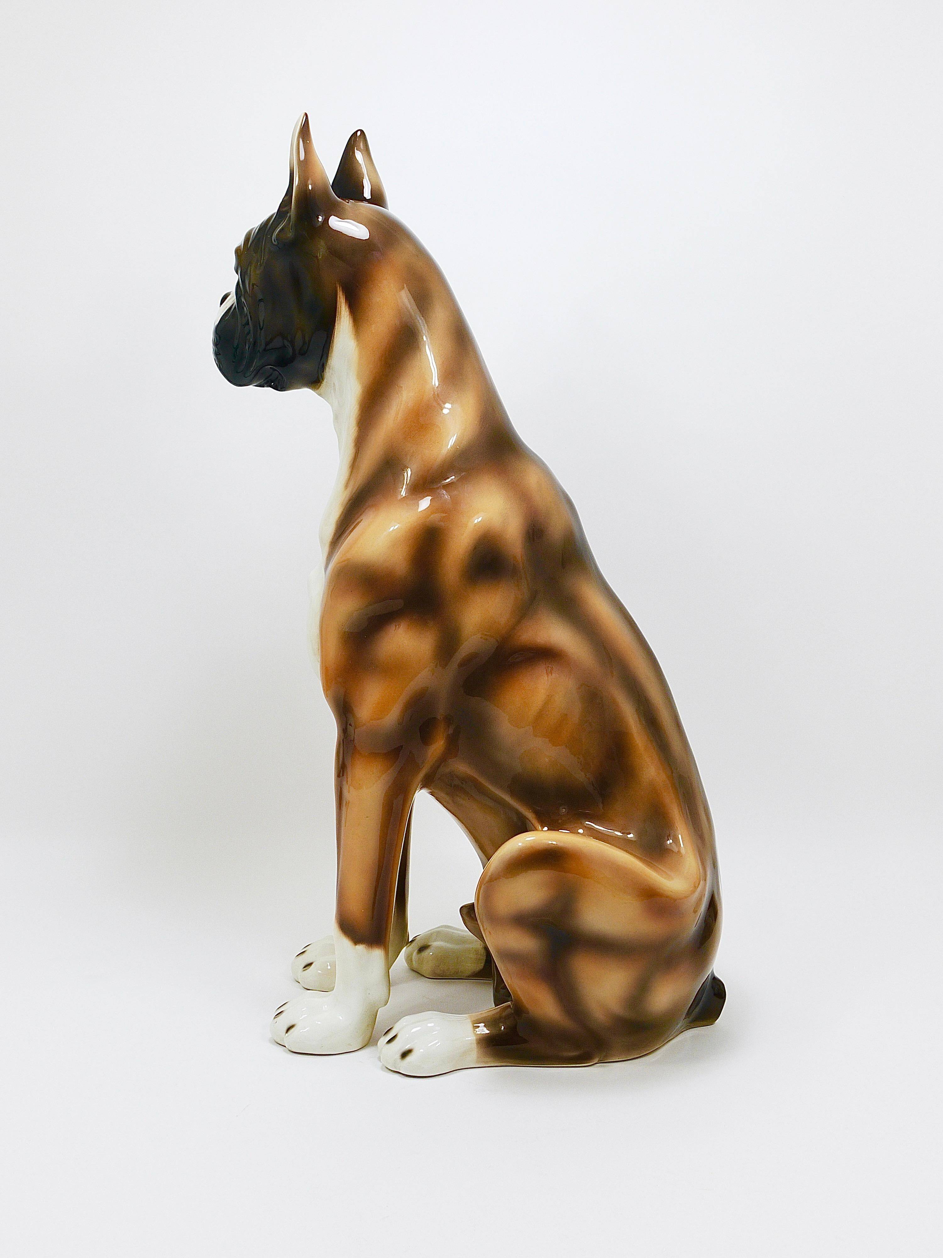 Life-size boxer dog statue in majolica, glazed ceramic, Italy, 1970s.