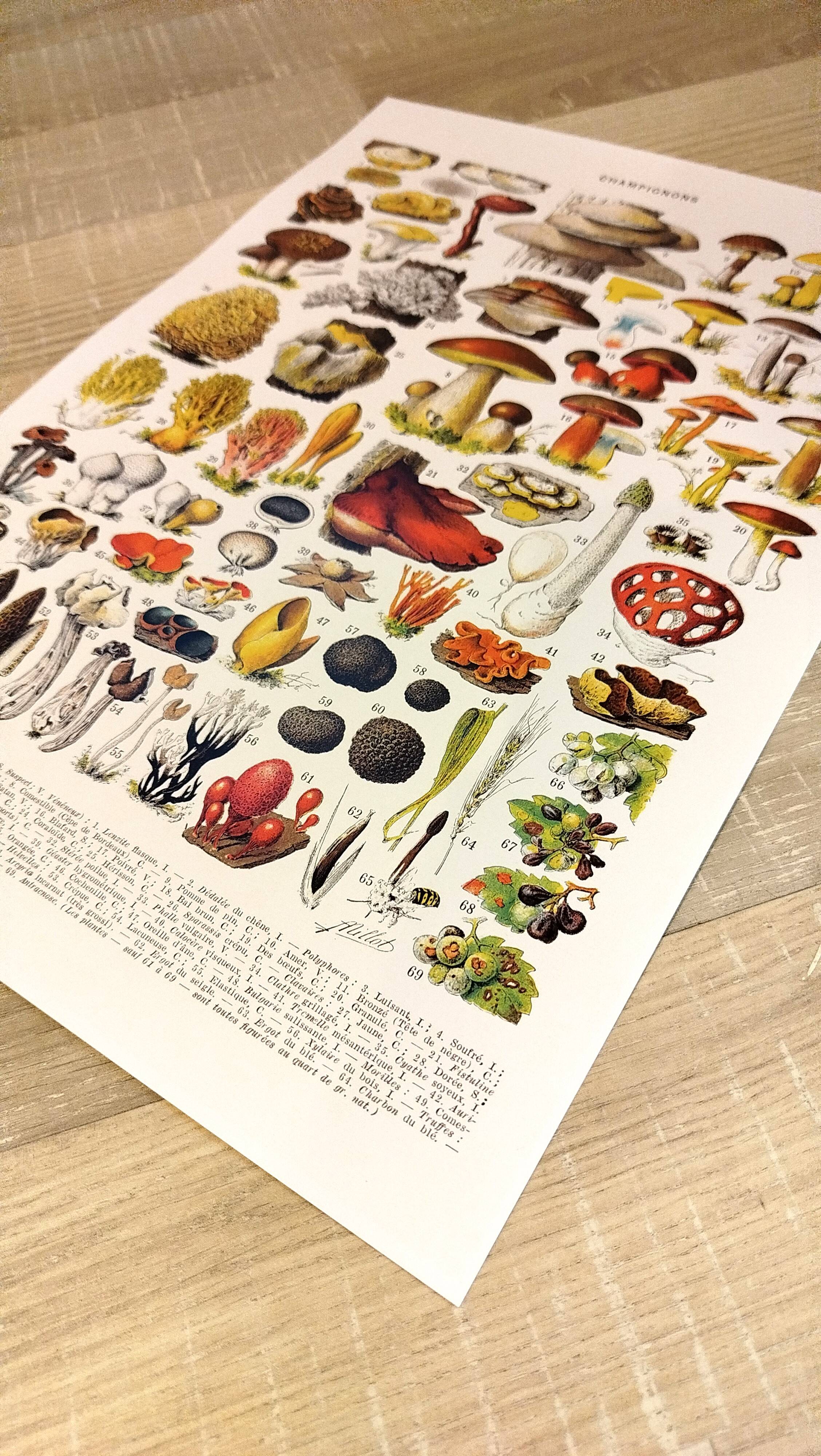 Poster on mushrooms "ceps", from a lithograph from 1928