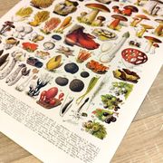 Poster on mushrooms "ceps", from a lithograph from 1928