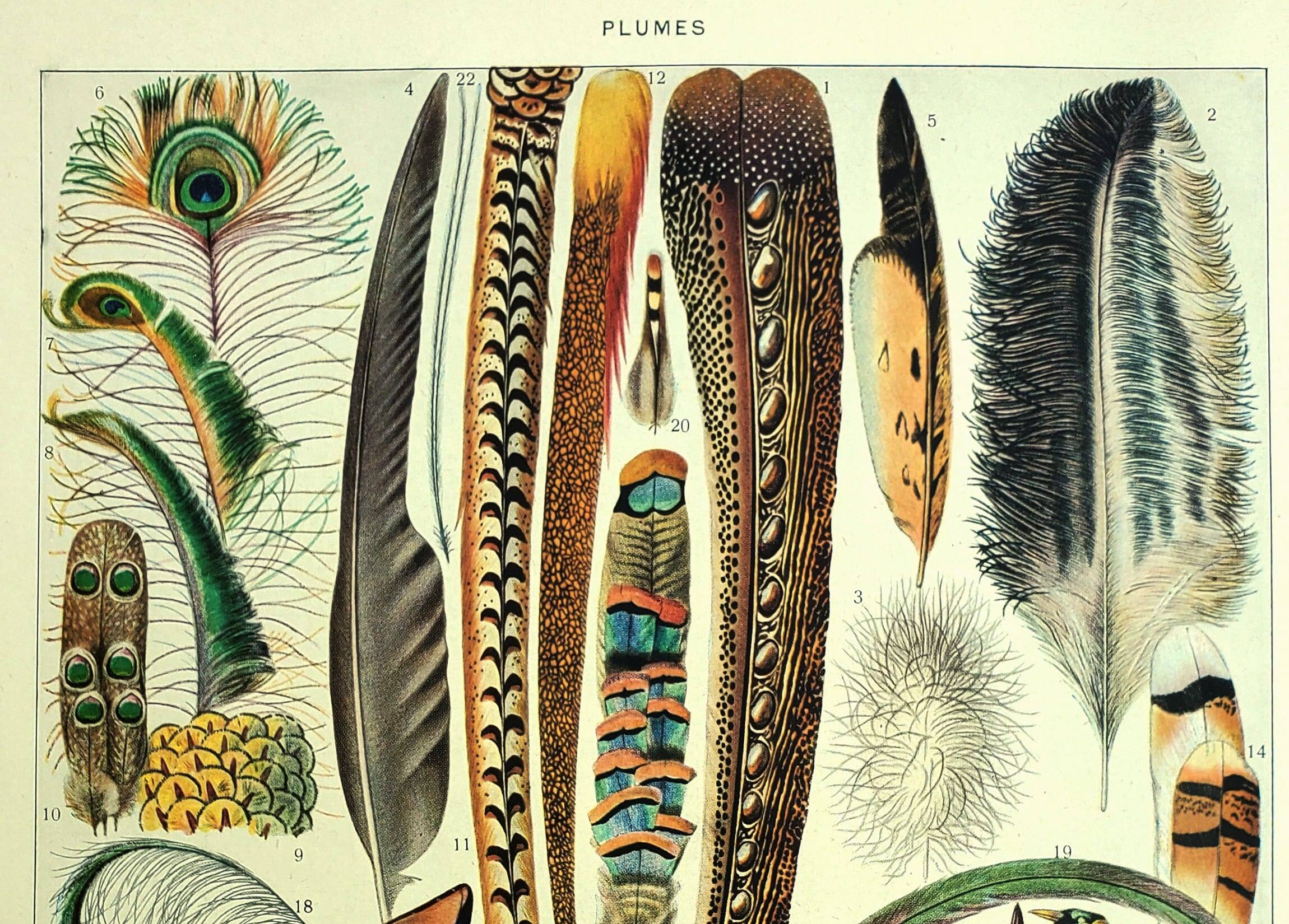 Antique lithograph 1928 A. Millot - Feathers, birds, wings, bird of paradise