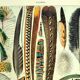 Lithographie ancienne 1928 A. Millot - Plumes, oiseaux, ailes, paradisier
