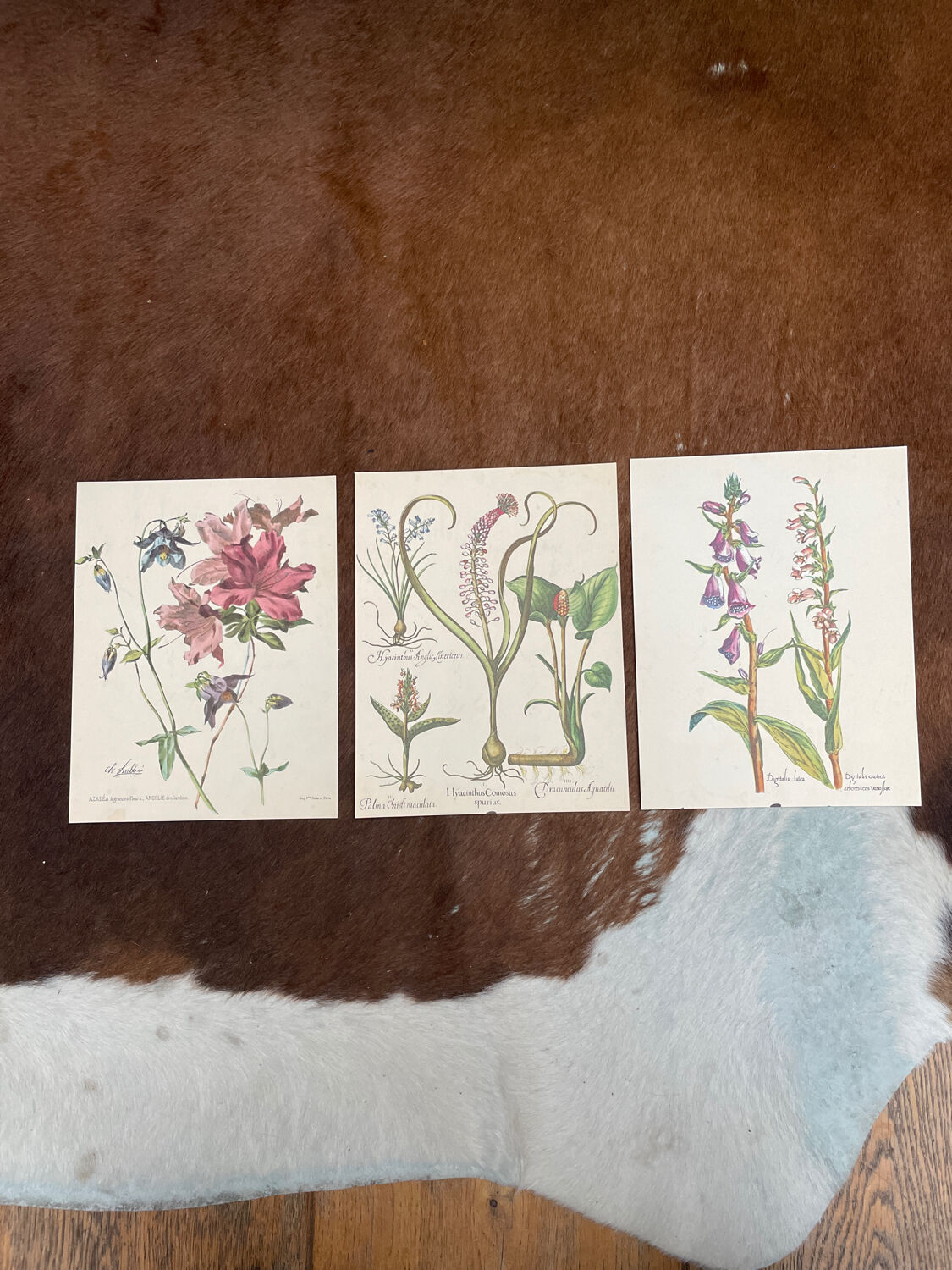 Set of 3 antique plant engravings