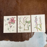 Set of 3 antique plant engravings