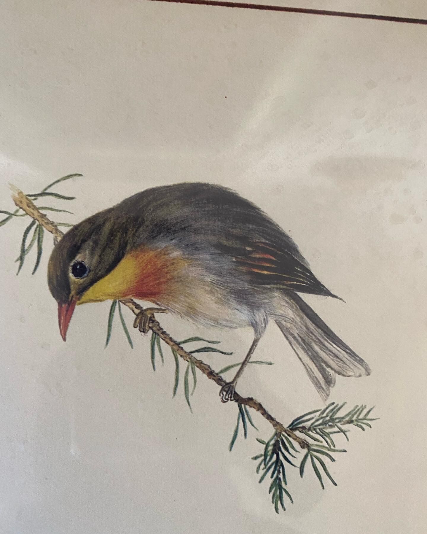 Lithographic frame Nightingale of Japan.