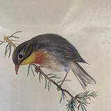Lithographic frame Nightingale of Japan.