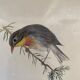 Lithographic frame Nightingale of Japan.
