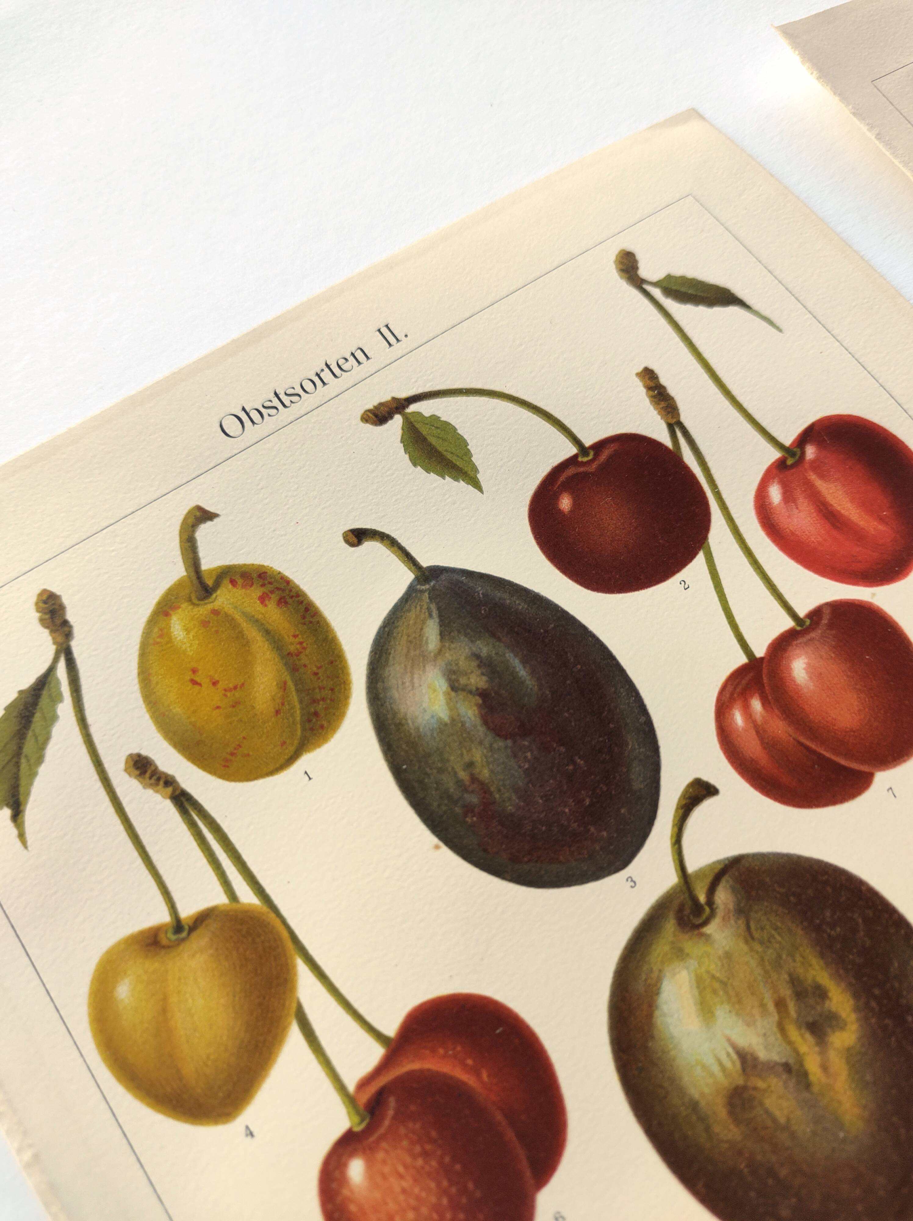 2 Engravings from 1909 - Fruit varieties - Strawberry, Grape and Cherry - Old German plates