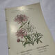 Gravure botanique originale  (1840-1880) double face  Superbe plan
