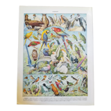 Lithograph on birds from 1928 "falcon"