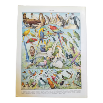 Lithographie sur les oiseaux de 1928 "faucon"