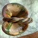 Cup and two baskets glazed sandstone pottery lacourbas with old issoire