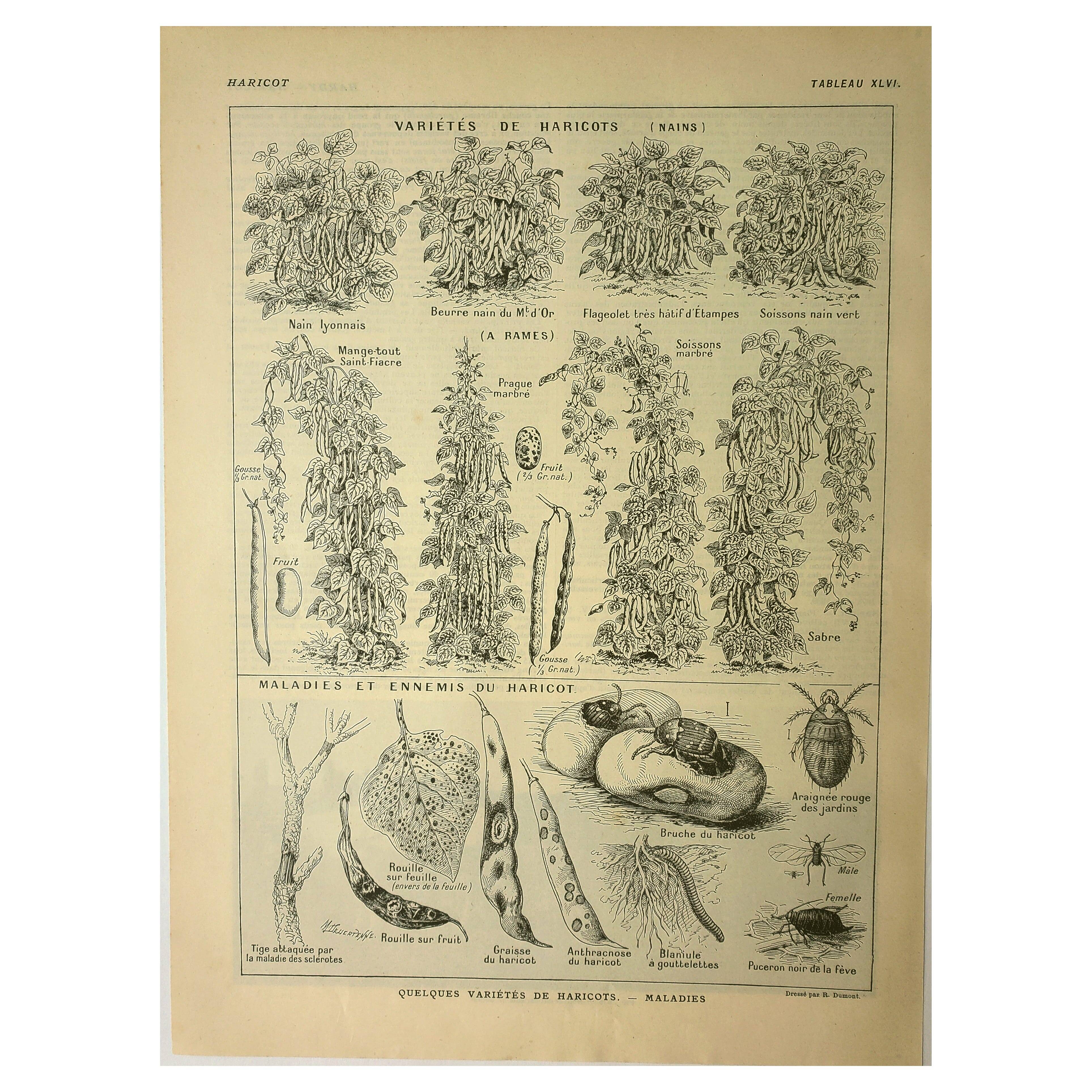 Gravure ancienne 1921 - Haricots par M. Dessertenne - planche du potager