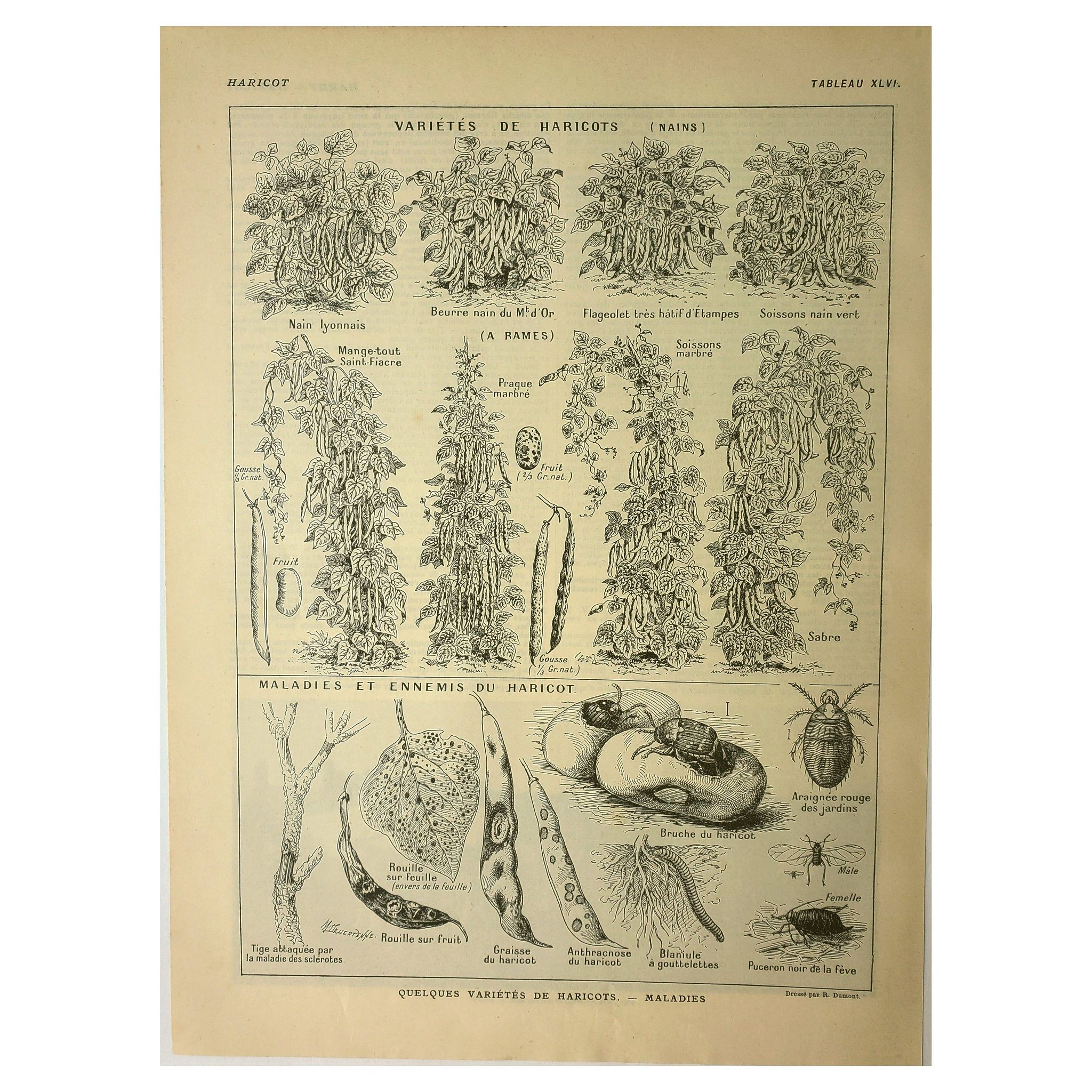Antique engraving, 1921 - Beans by M. Dessertenne - vegetable garden plate
