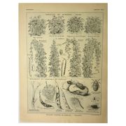 Antique engraving, 1921 - Beans by M. Dessertenne - vegetable garden plate