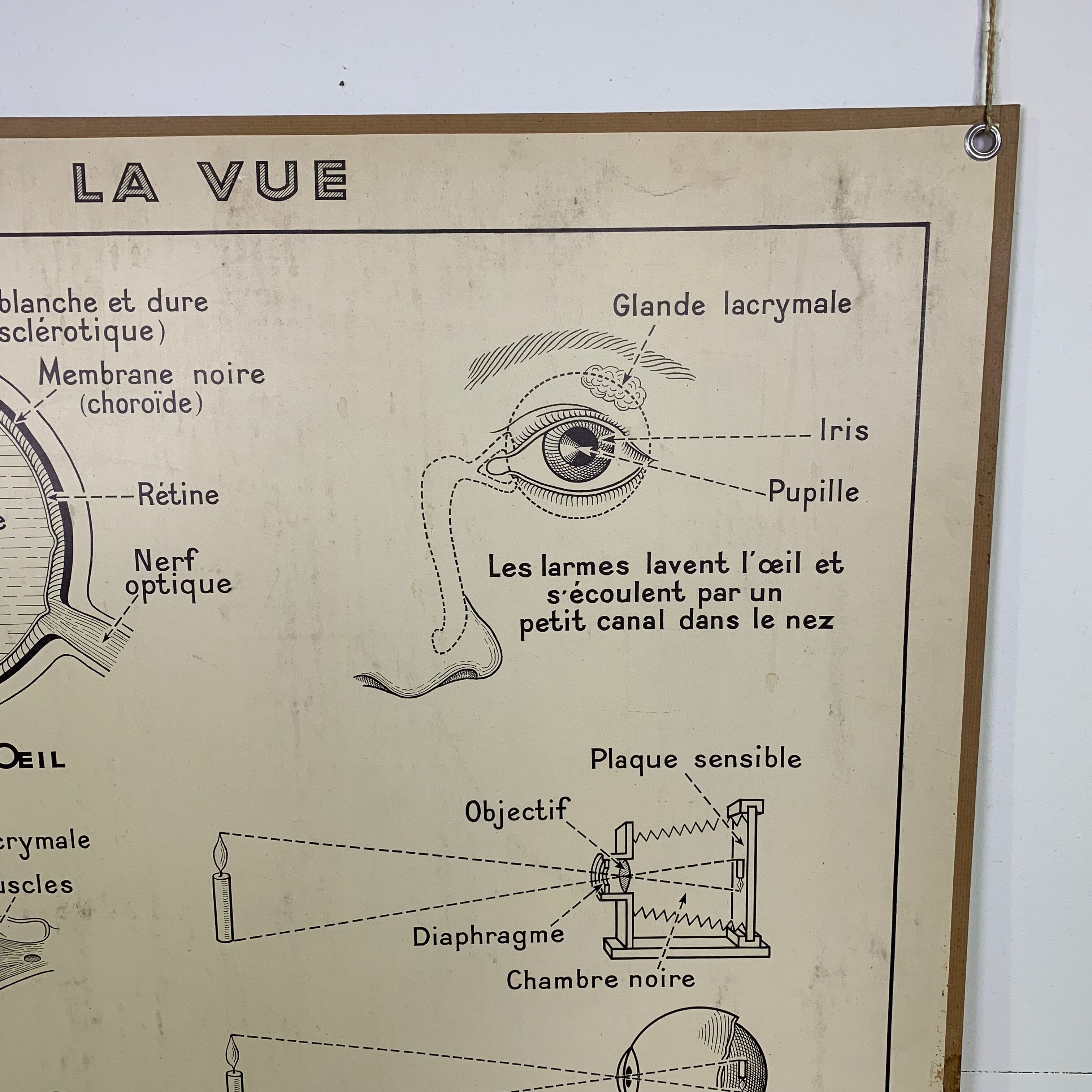 School poster Hatier sight, hearing, smell, taste, touch