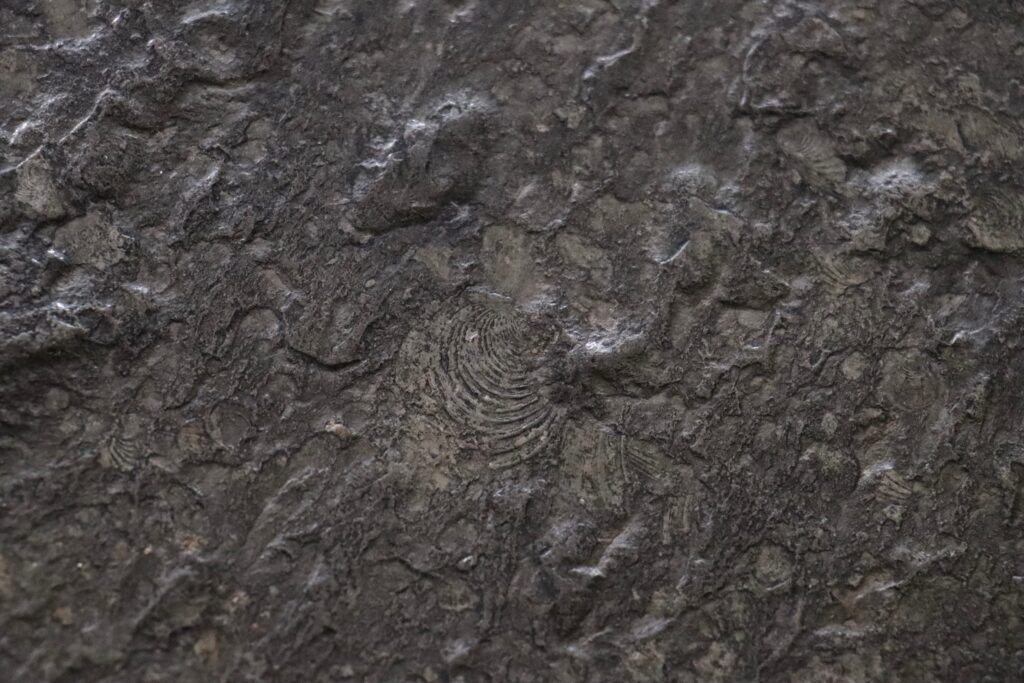 Peter Draenert studios coffee table in fossil stone and oak, Germany 1970s