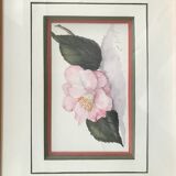 Signed and framed botanical watercolor
