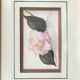Botanical watercolour signed and framed