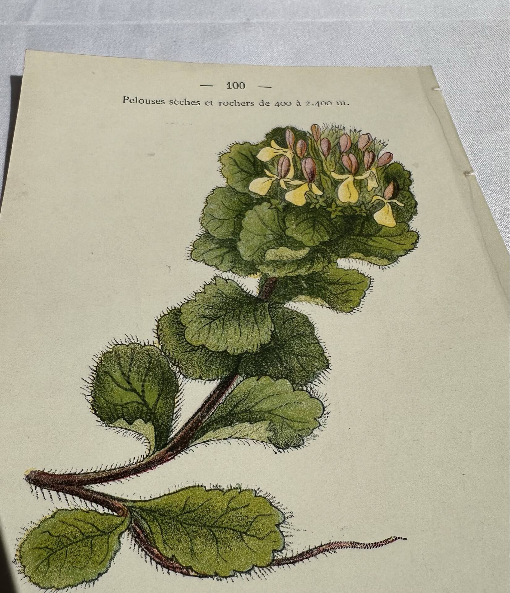Gravure Botanique Ancienne XIXe – Lithographies Naturalistes  Fleurs &