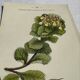 Gravure Botanique Ancienne XIXe – Lithographies Naturalistes  Fleurs &