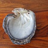 Vintage pearl oyster shell