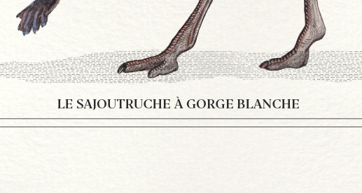 Lithograph engraving chimu00e8re animal - the saddingruche