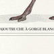 Lithographie gravure chimu00e8re animal - le sajoutruche