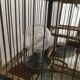 Double bird cage