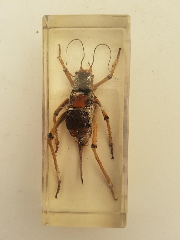 Batch of 3 insects in resin inclusion