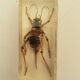 Batch of 3 insects in resin inclusion