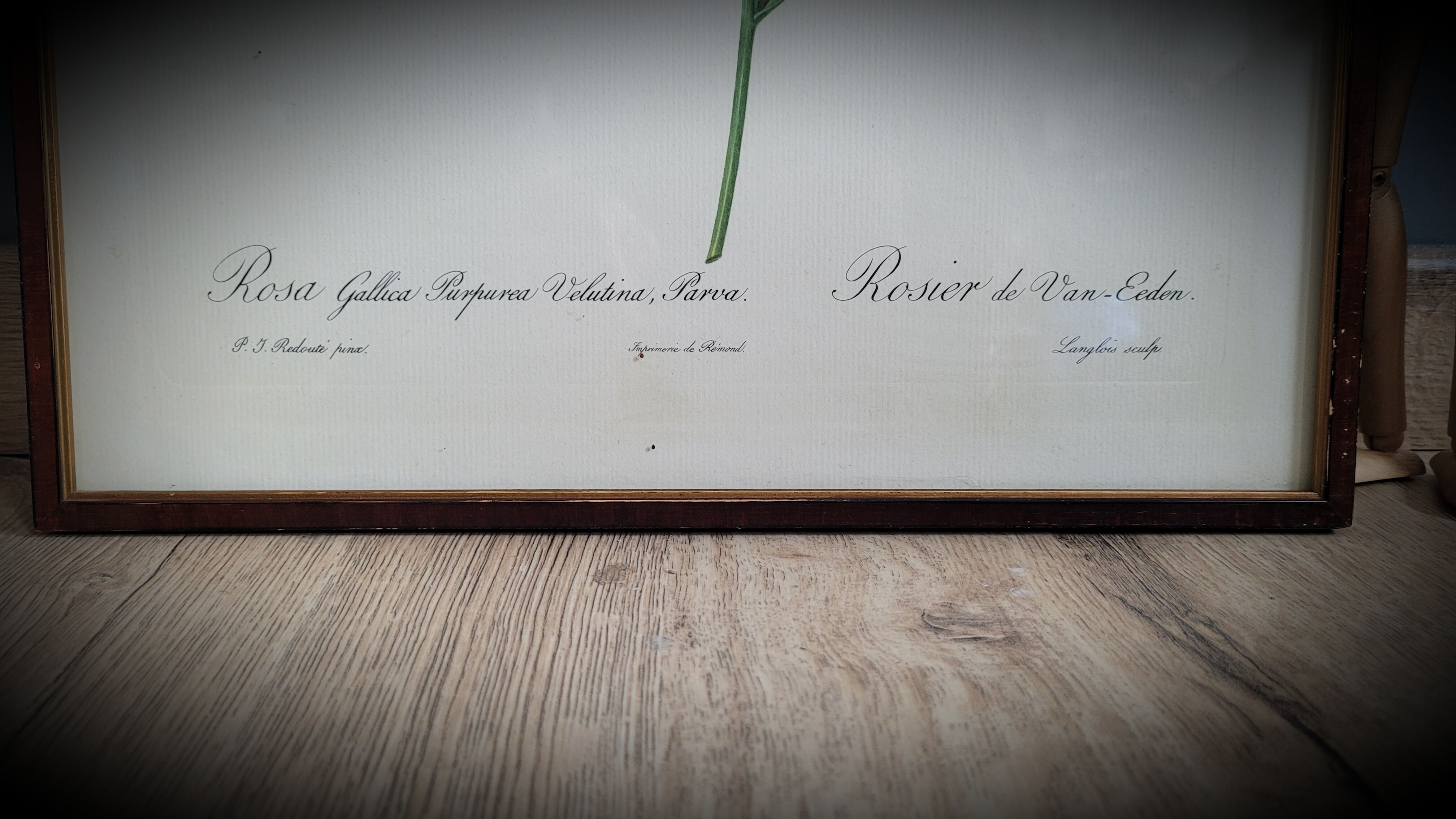 Lithograph frame rose Van Eeden