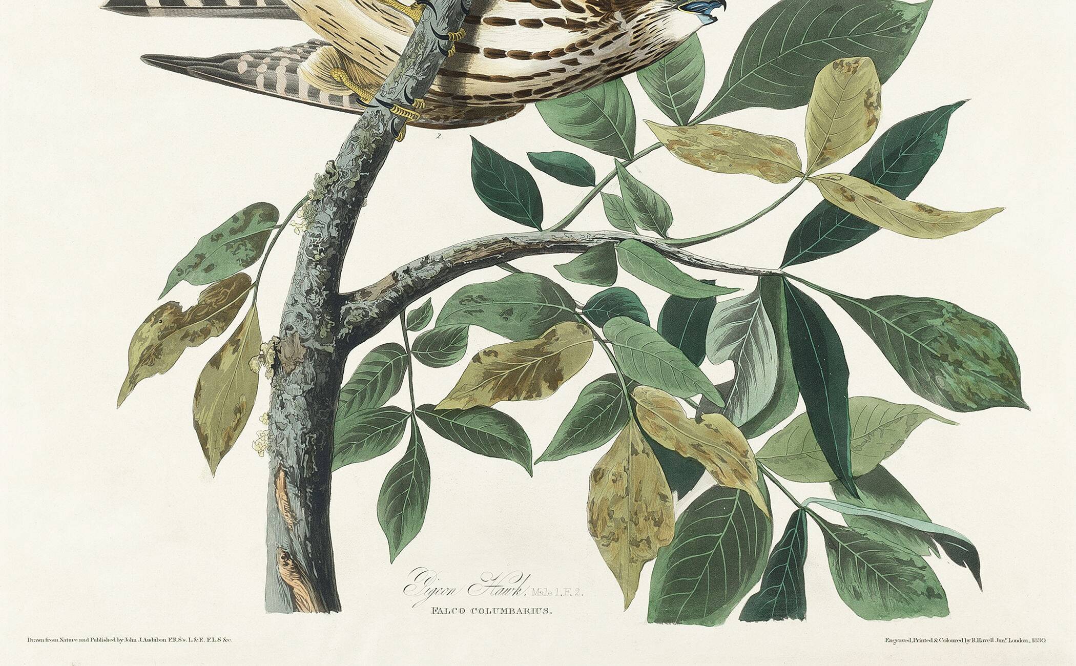 Poster about the Merlin, based on an old engraving from 1827.