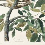 Poster about the Merlin, based on an old engraving from 1827.