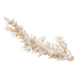 Natural white coral, 70s
