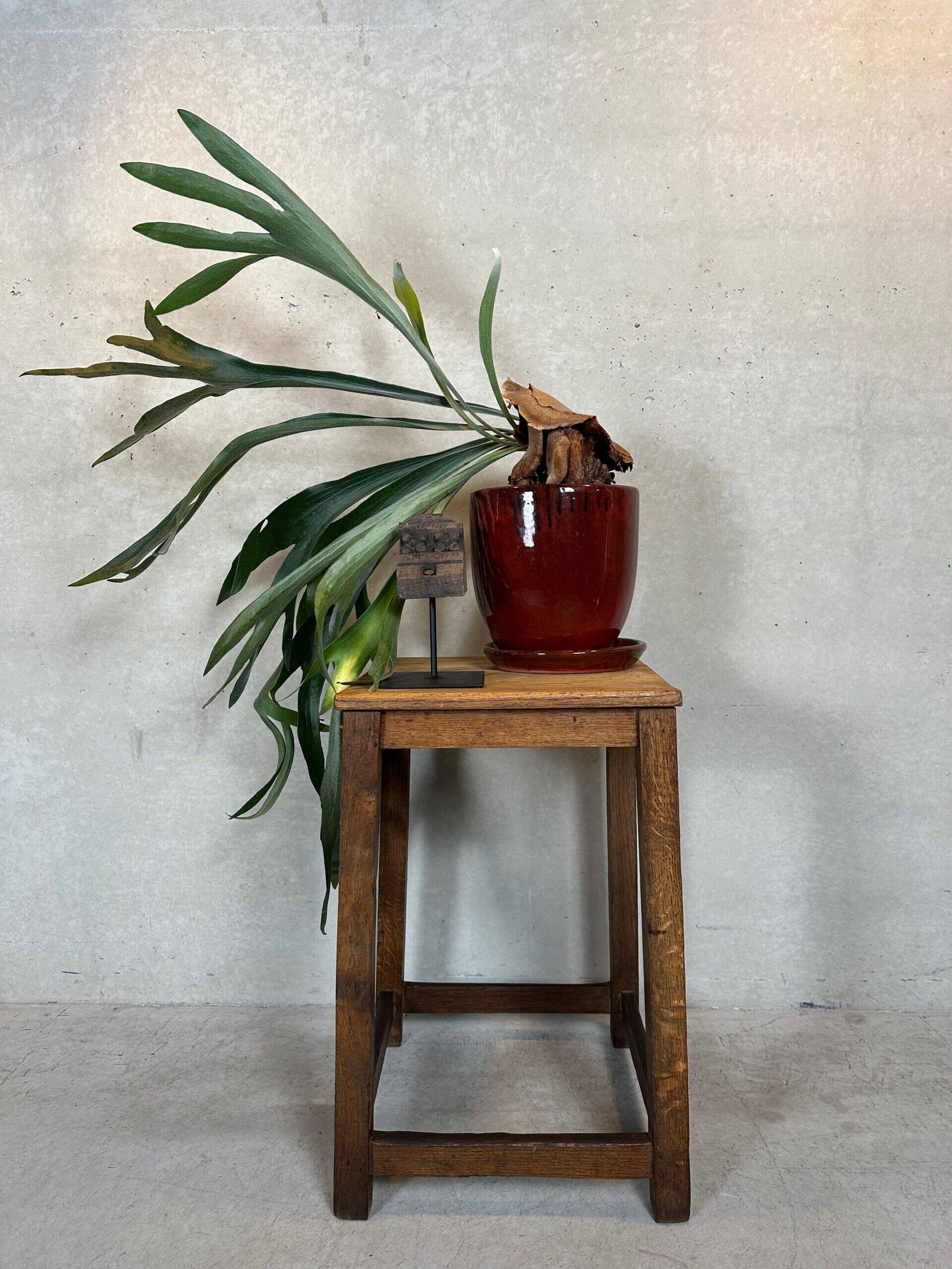 Brutalist side or plant table – oak