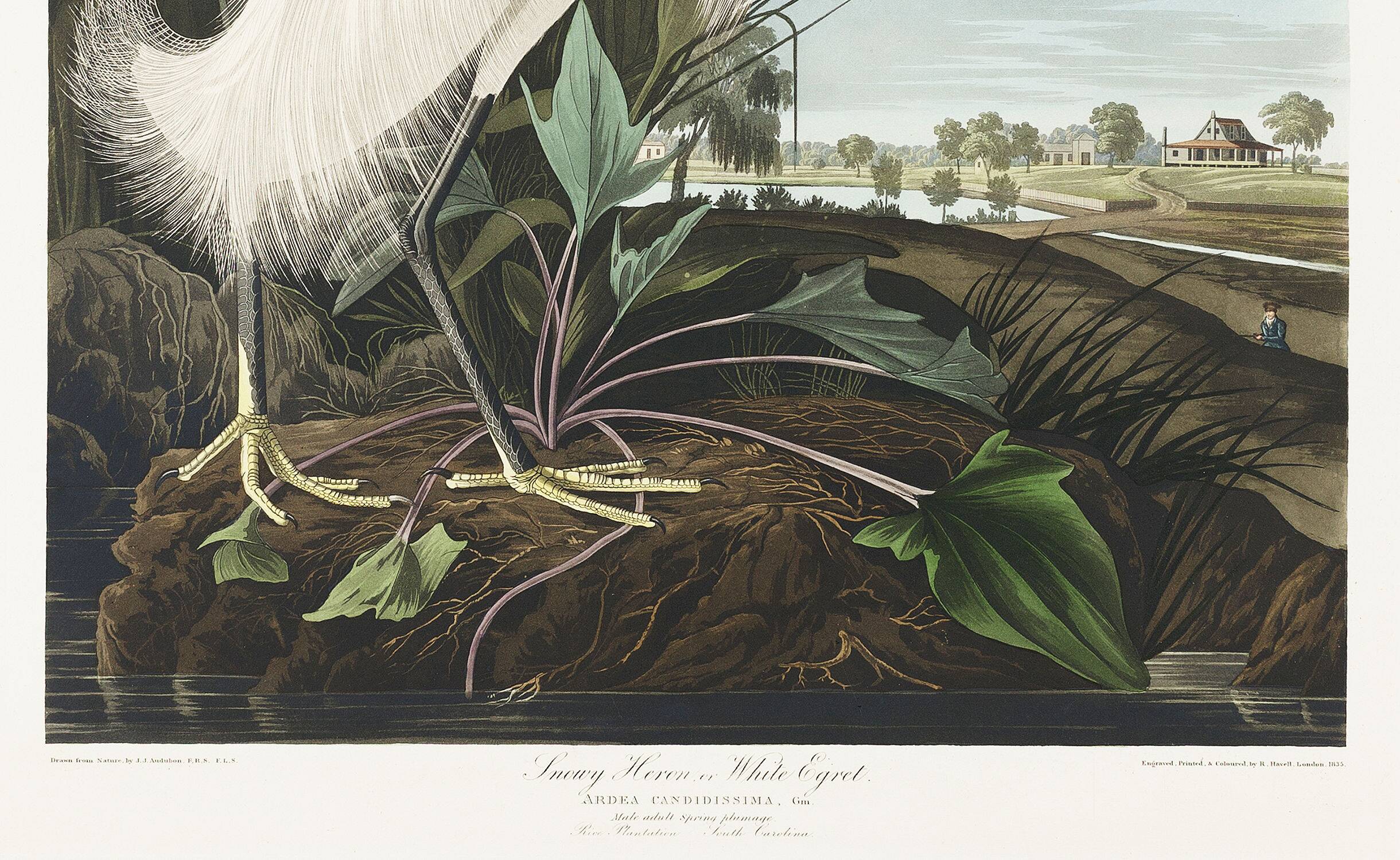 Poster about the Snowy Egret, after an old engraving from 1827.
