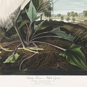 Poster about the Snowy Egret, after an old engraving from 1827.