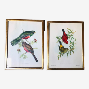 Set of 2 ornithological lithographs