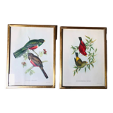 Set of 2 ornithological lithographs