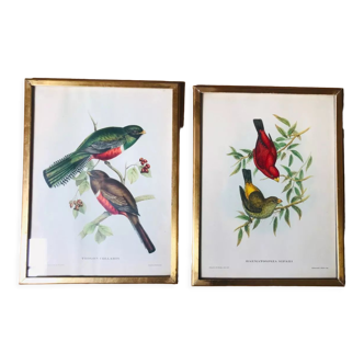 Set of 2 ornithological lithographs