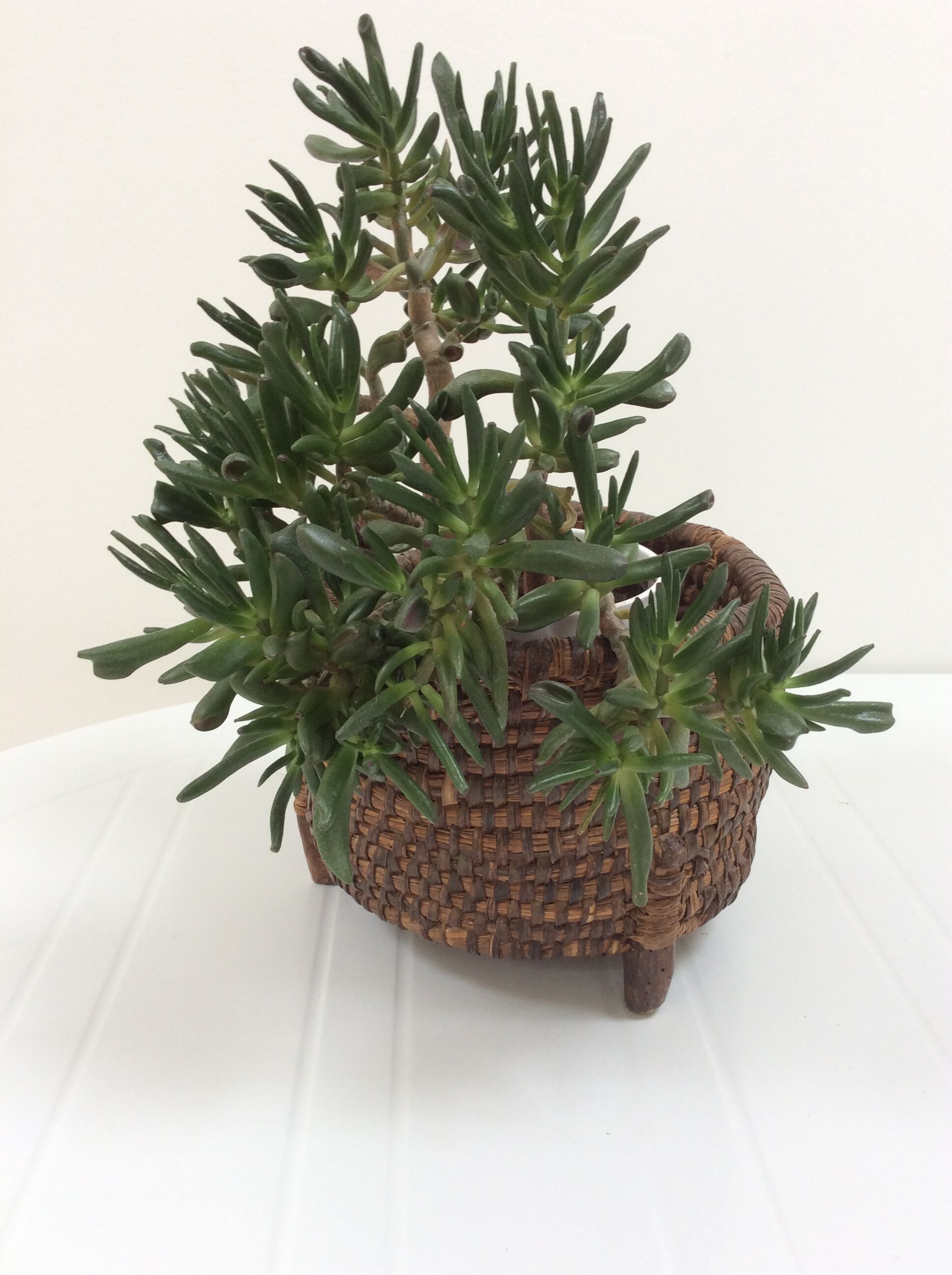 Former basket straw - charente trash walk