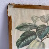 Lithograph, old botanical poster
