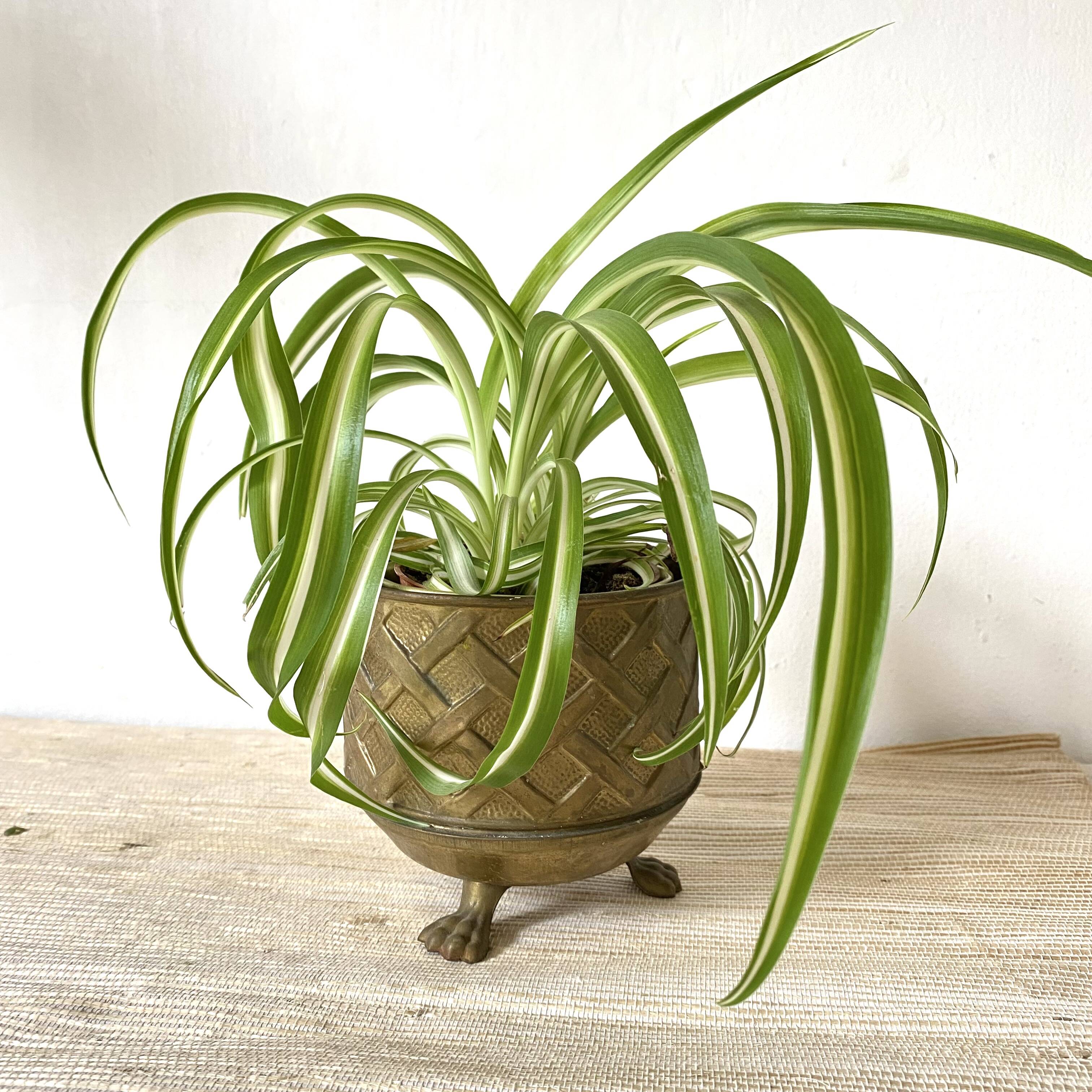 Lombard brass plant pot, Made in England
