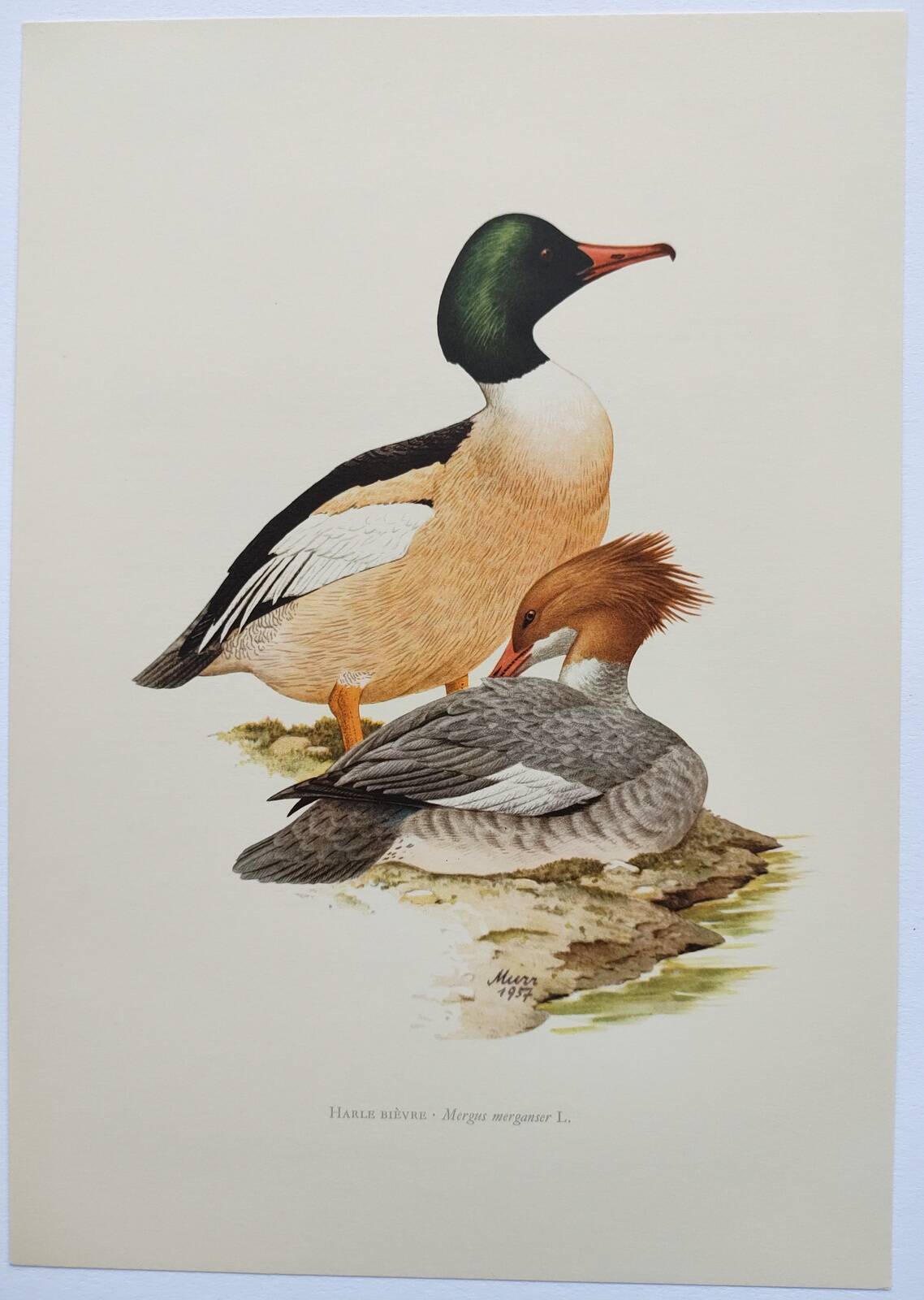 Illustration oiseaux Années 60 - Harle Bièvre - Planche ornithologique vintage
