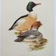 Illustration oiseaux Années 60 - Harle Bièvre - Planche ornithologique vintage
